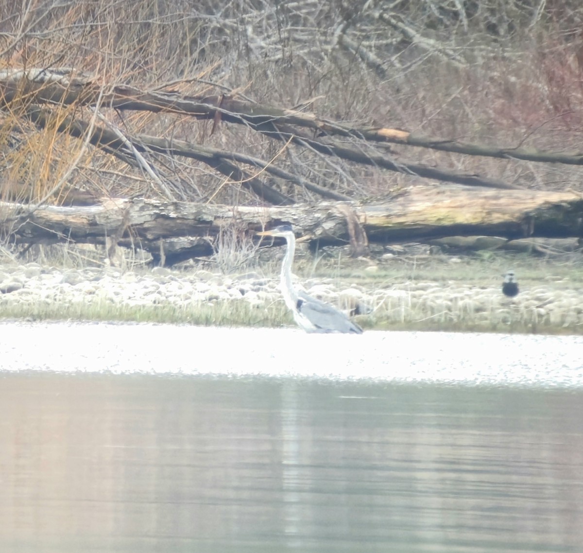 Cocoi Heron - ML639180674