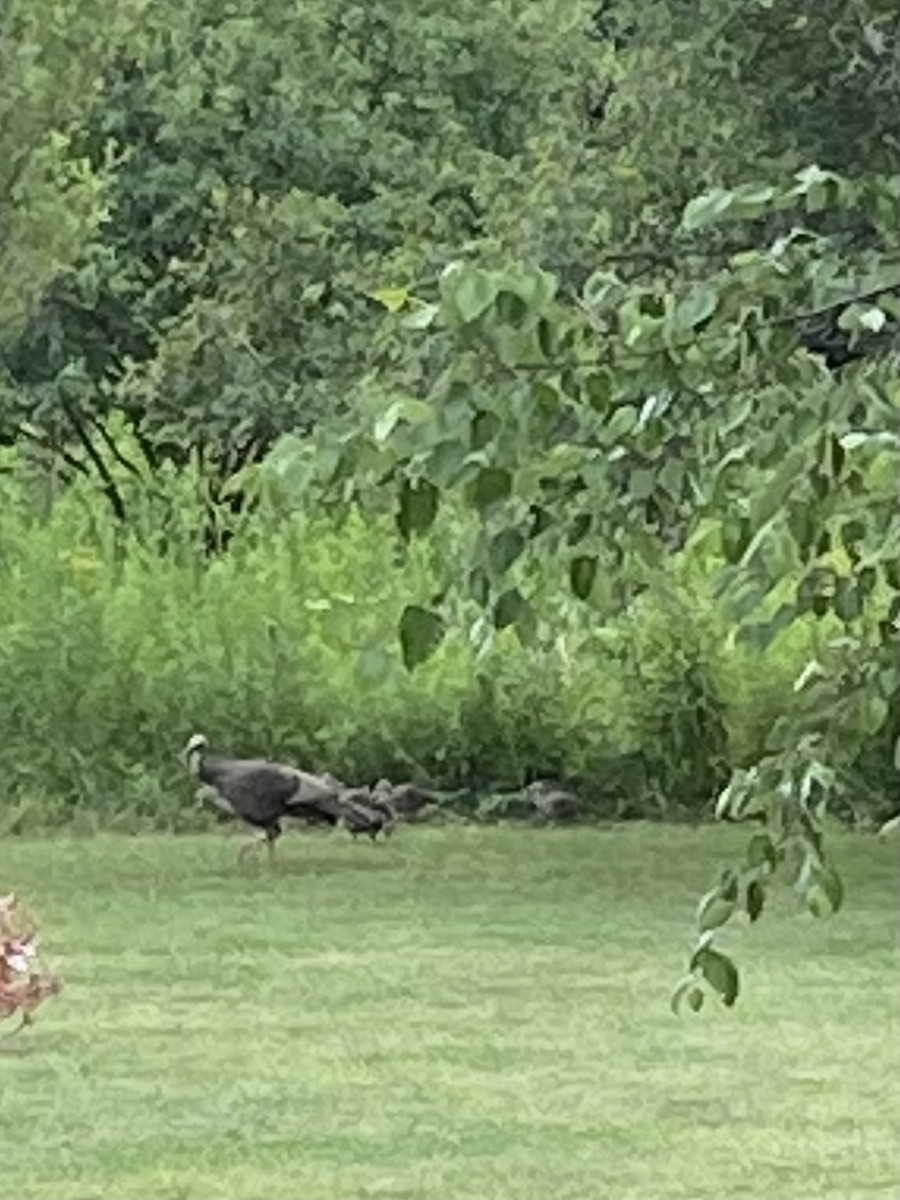 Wild Turkey - ML639180702