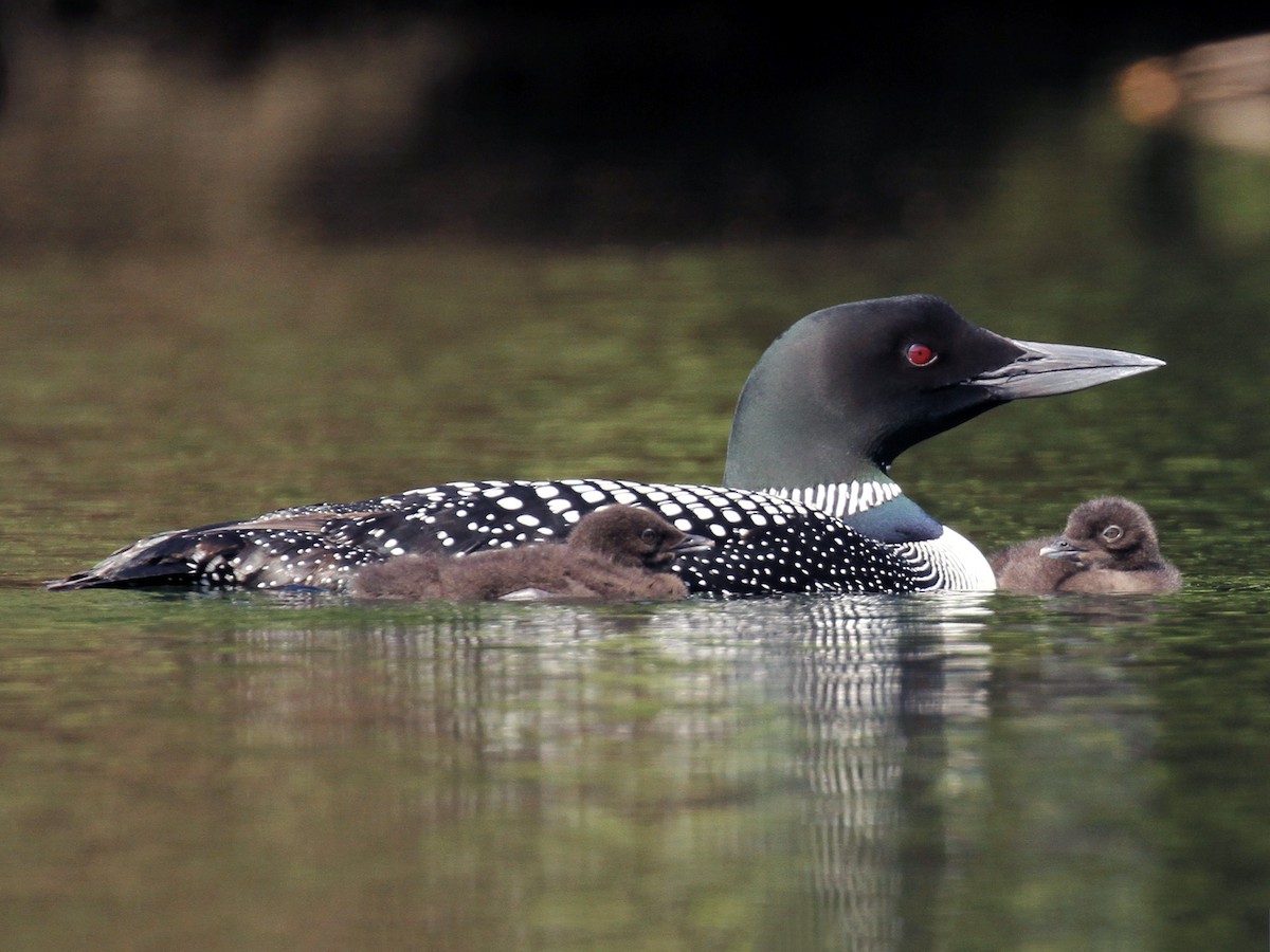 Breeding adult and juvenile