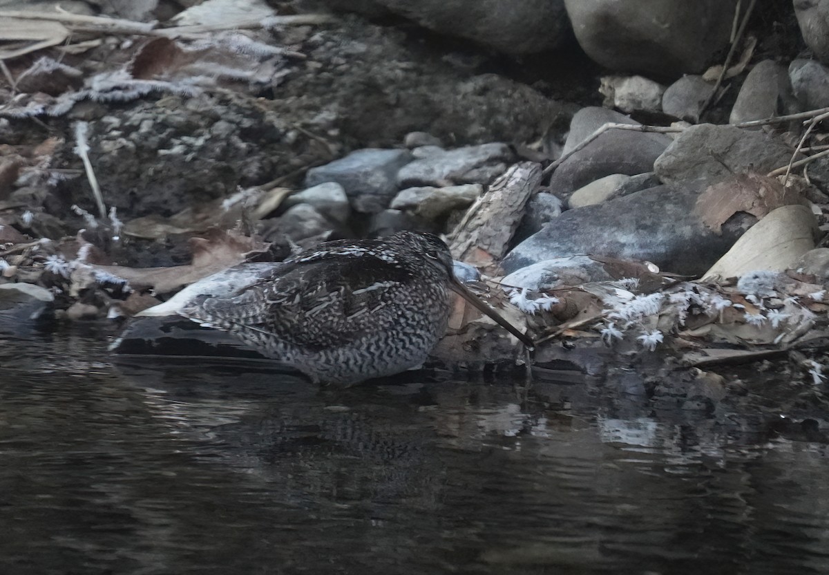 Solitary Snipe - ML639180722