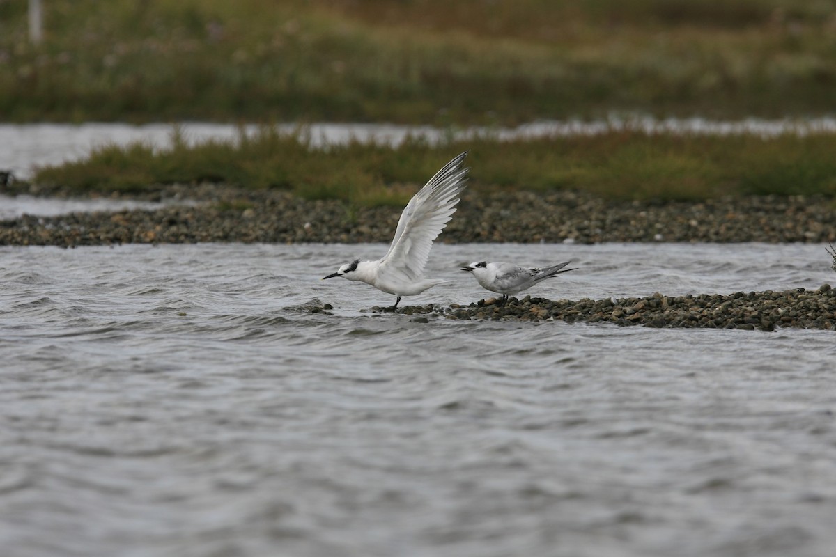 Sandwich Tern (Eurasian) - ML639180752