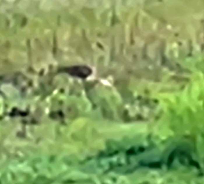 White Ibis - ML639180779