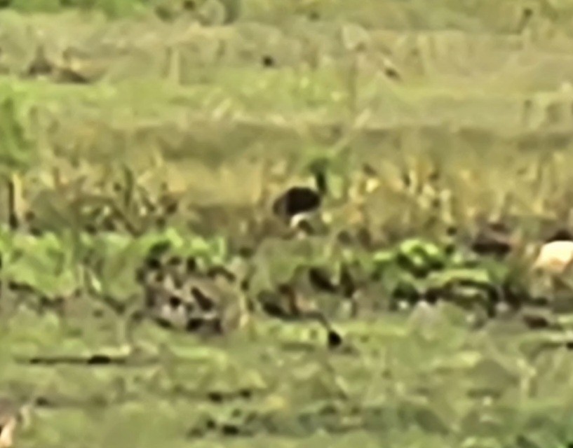 White Ibis - ML639180780