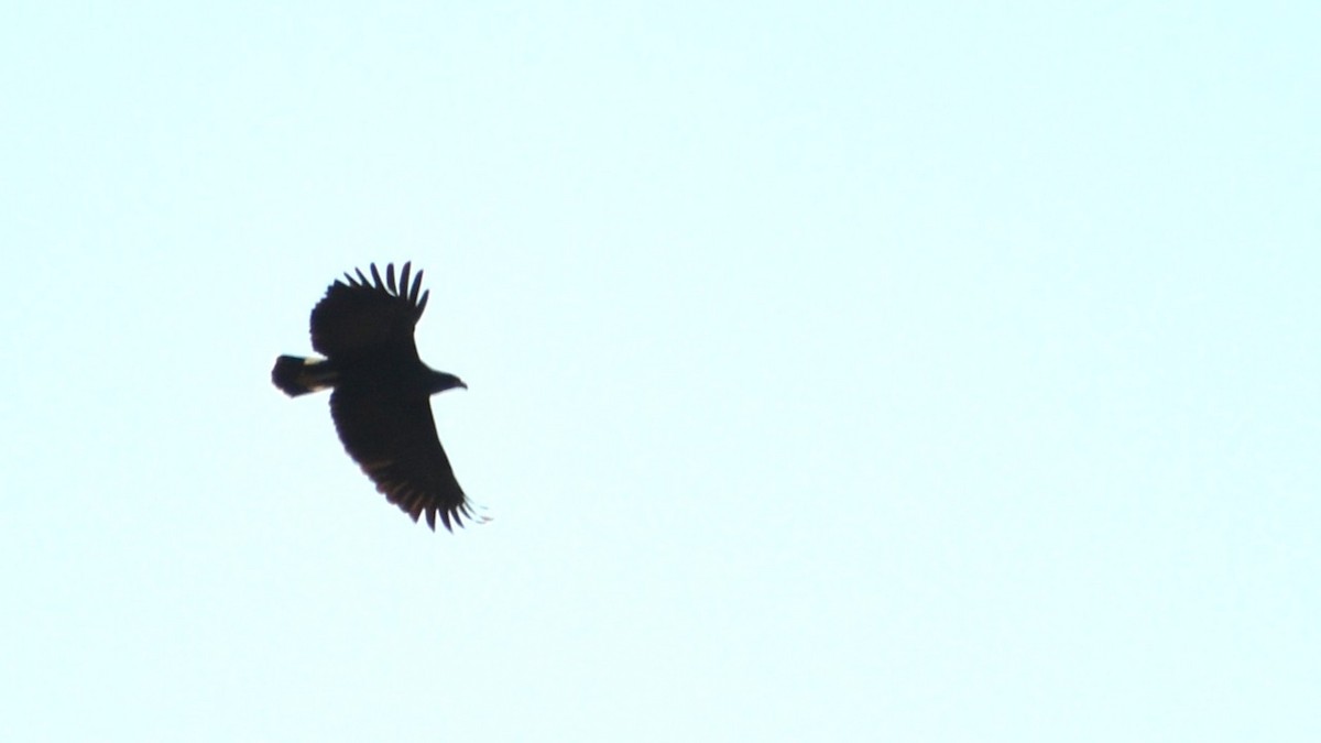 Great Black Hawk - ML639180797