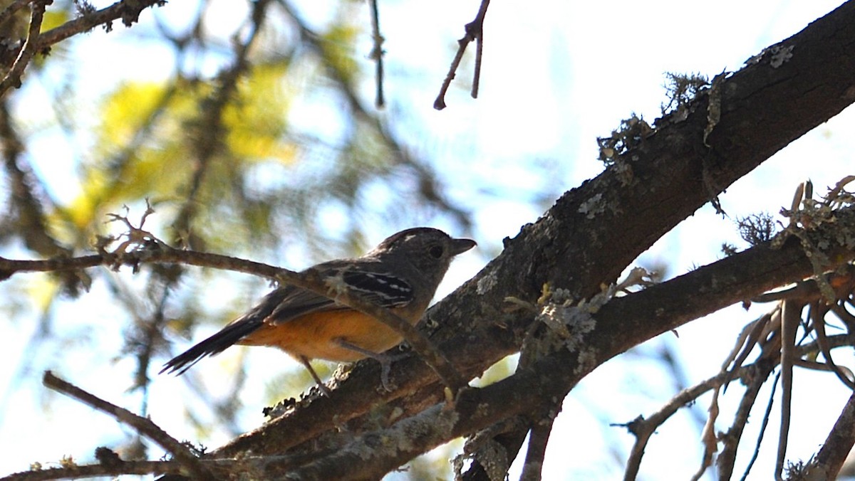 Variable Antshrike - ML639180805
