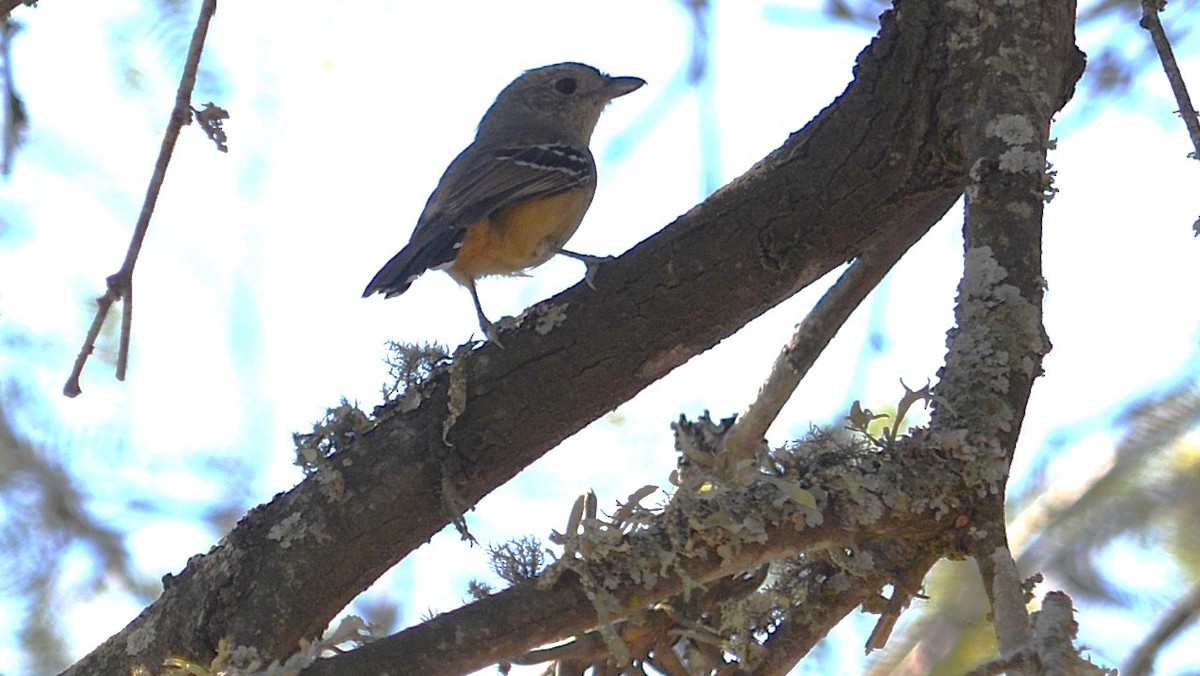 Variable Antshrike - ML639180806