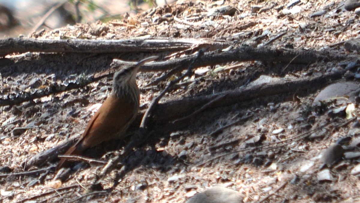 Narrow-billed Woodcreeper - ML639180807