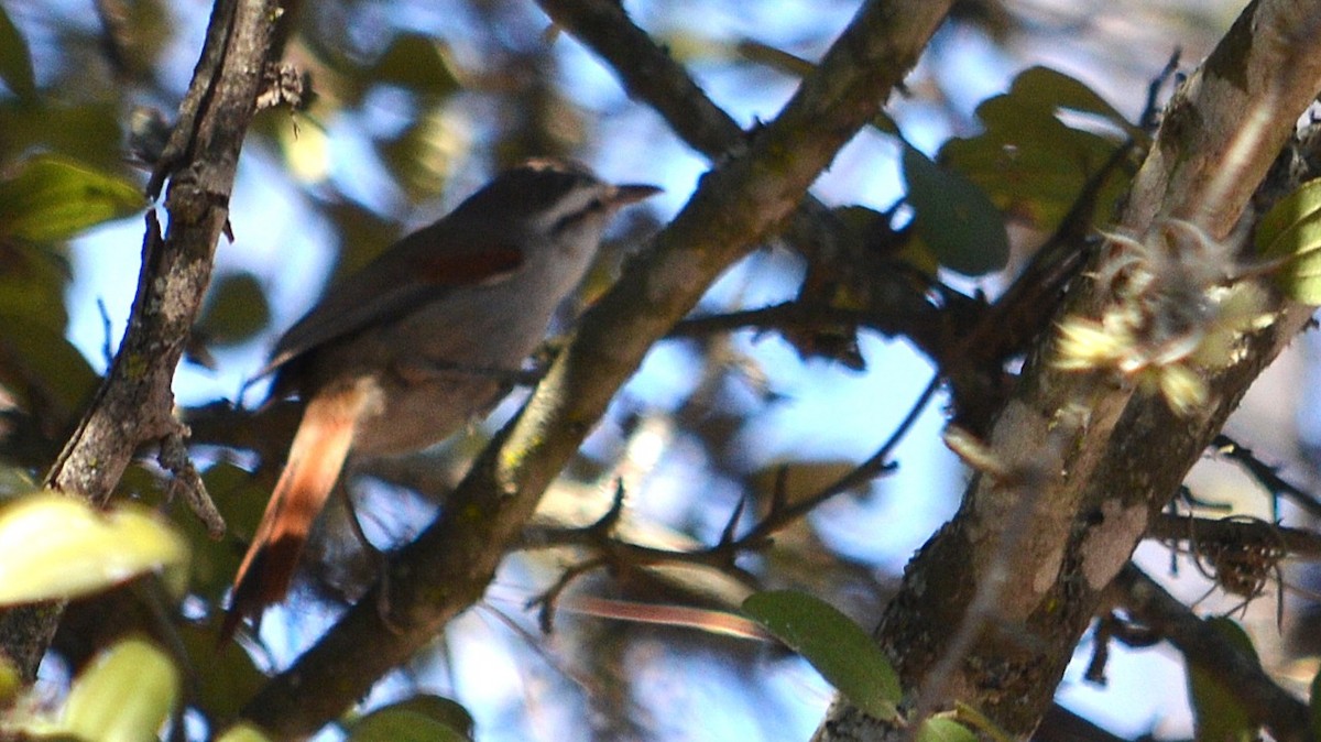 Stripe-crowned Spinetail - ML639180811
