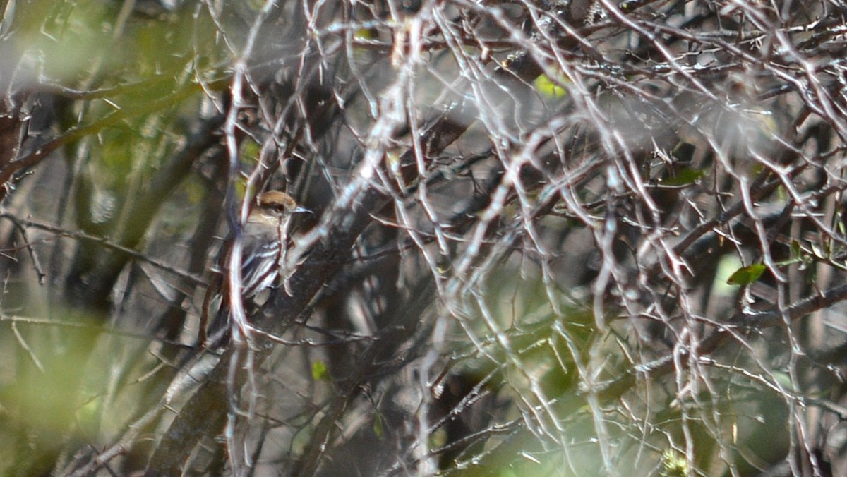 Cinereous Tyrant - ML639180825