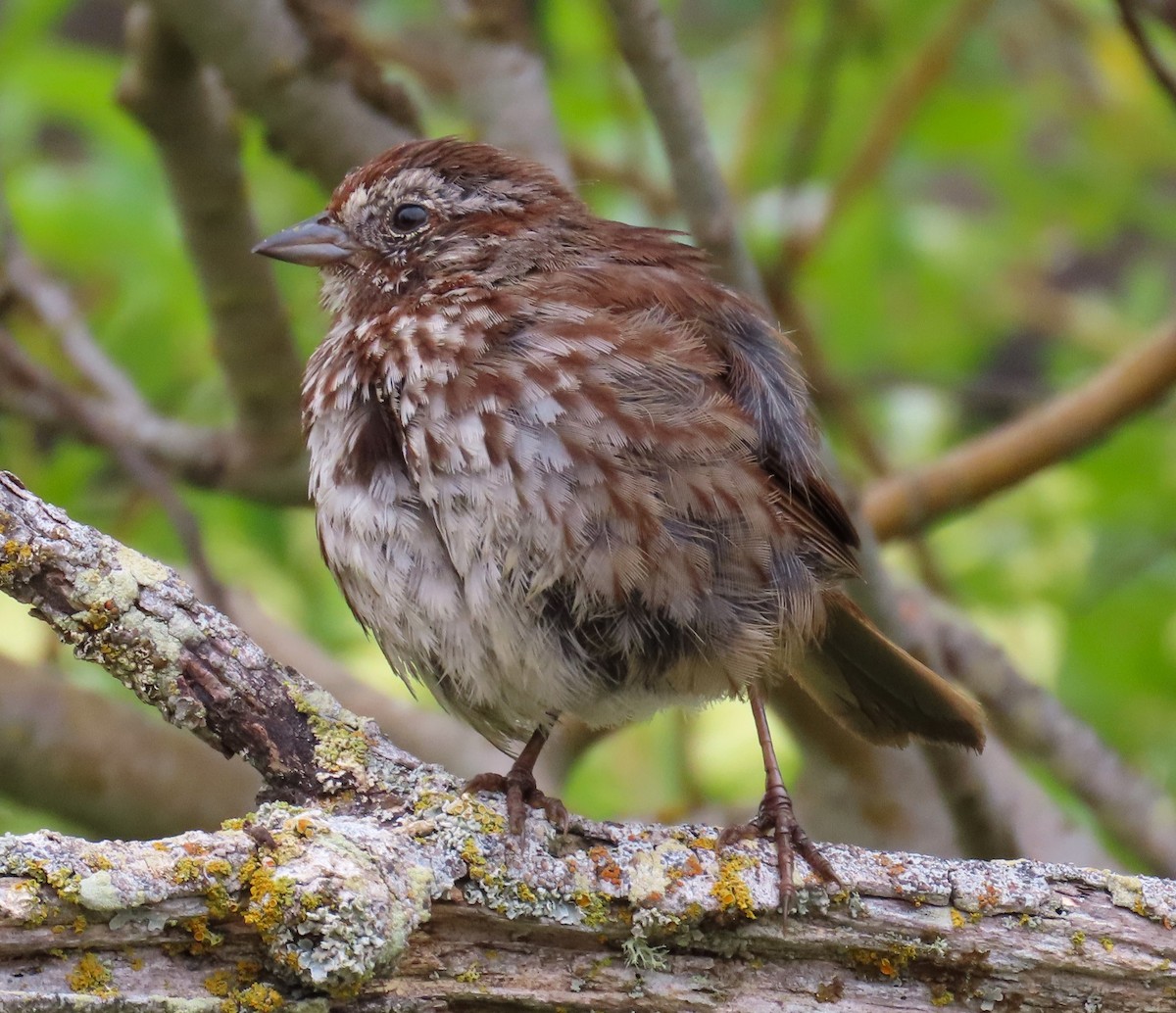 Song Sparrow - ML639180828