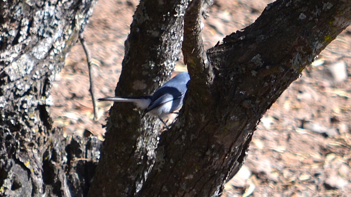 Masked Gnatcatcher - ML639180830