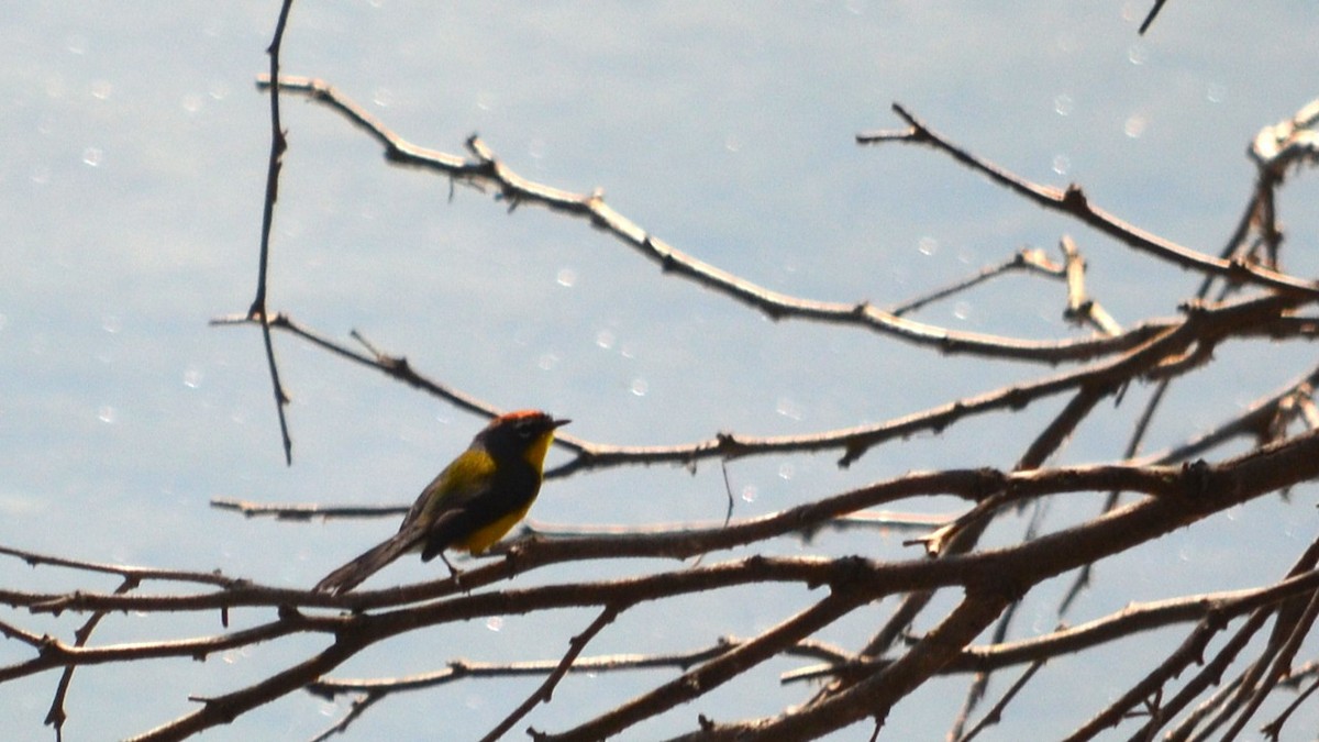 Brown-capped Redstart - ML639180836