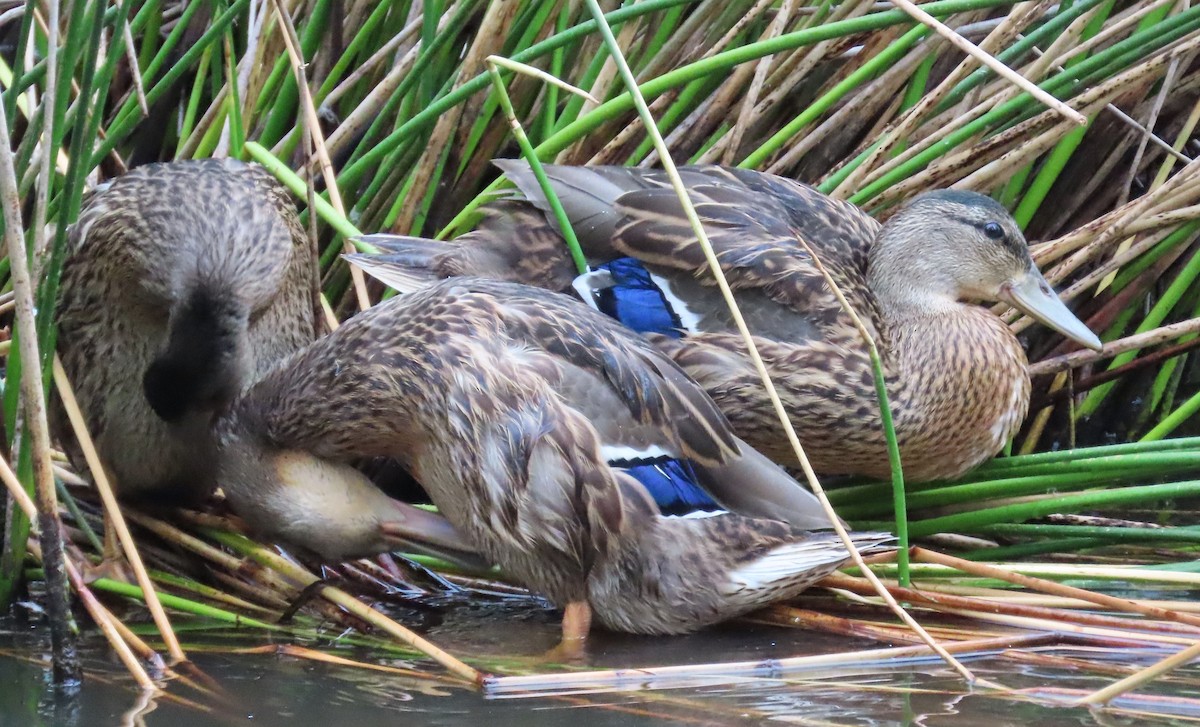 Mallard - ML639180842