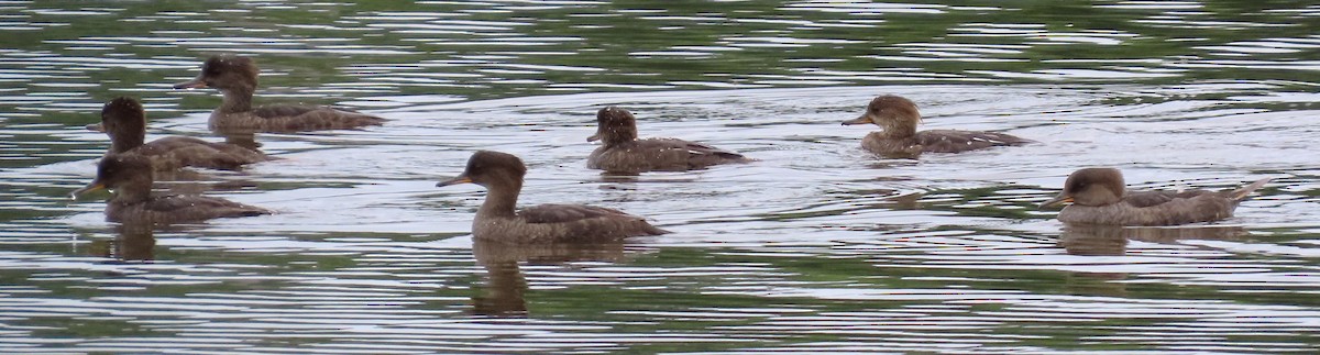 Hooded Merganser - ML639180860
