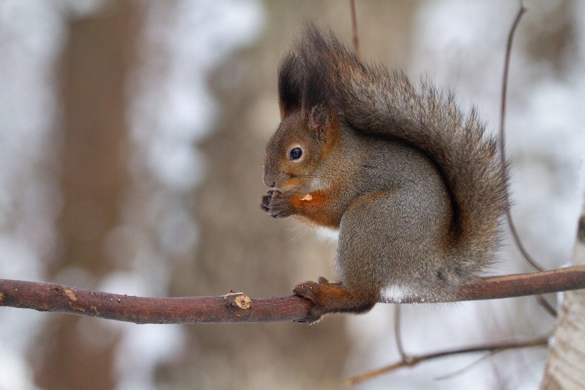 Eurasian Red Squirrel - ML639180864