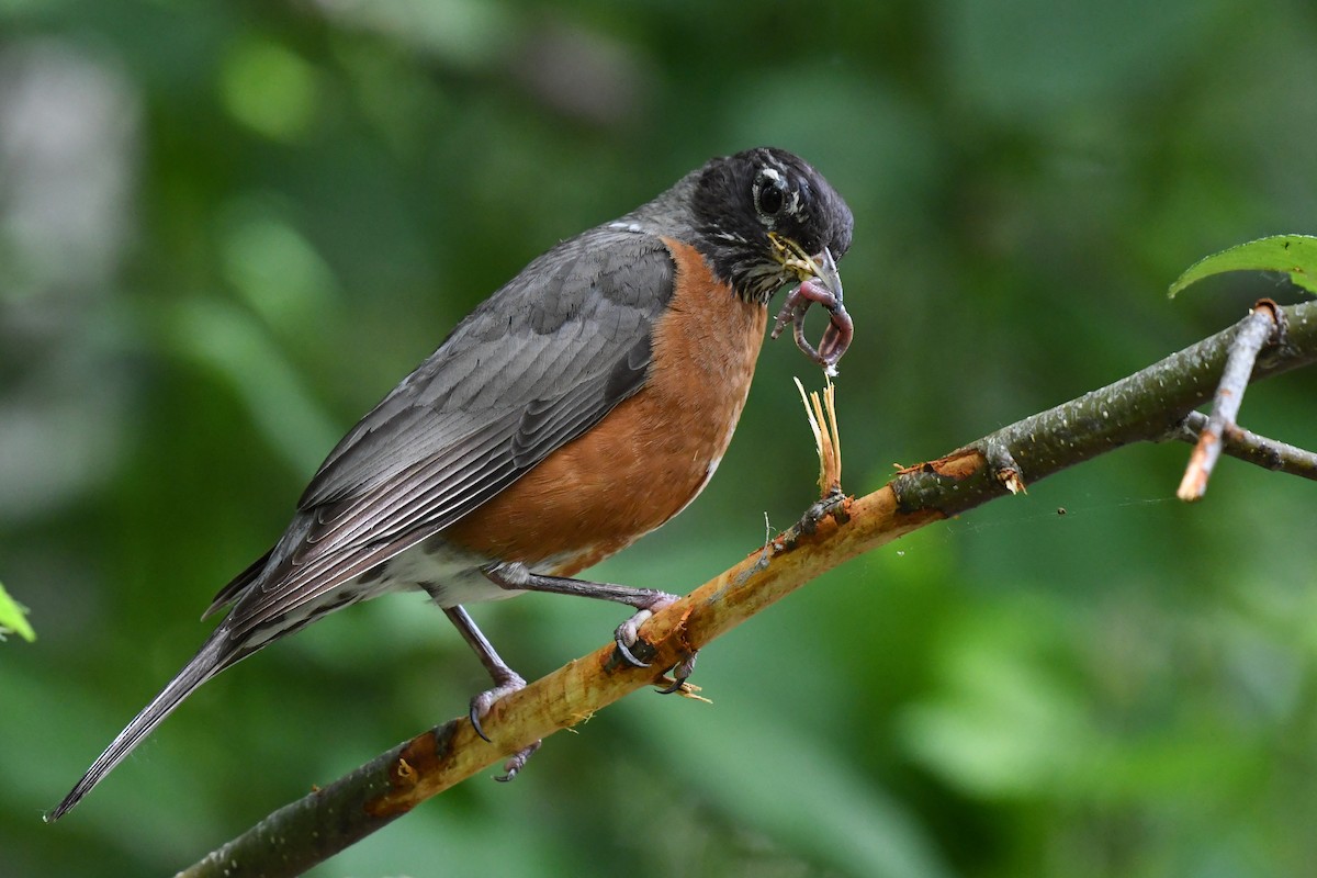 American Robin - ML639180913