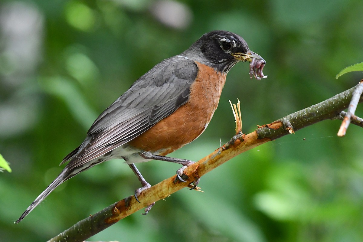 American Robin - ML639180915