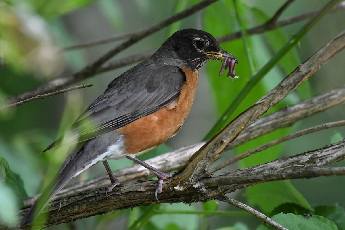 American Robin - ML639180923
