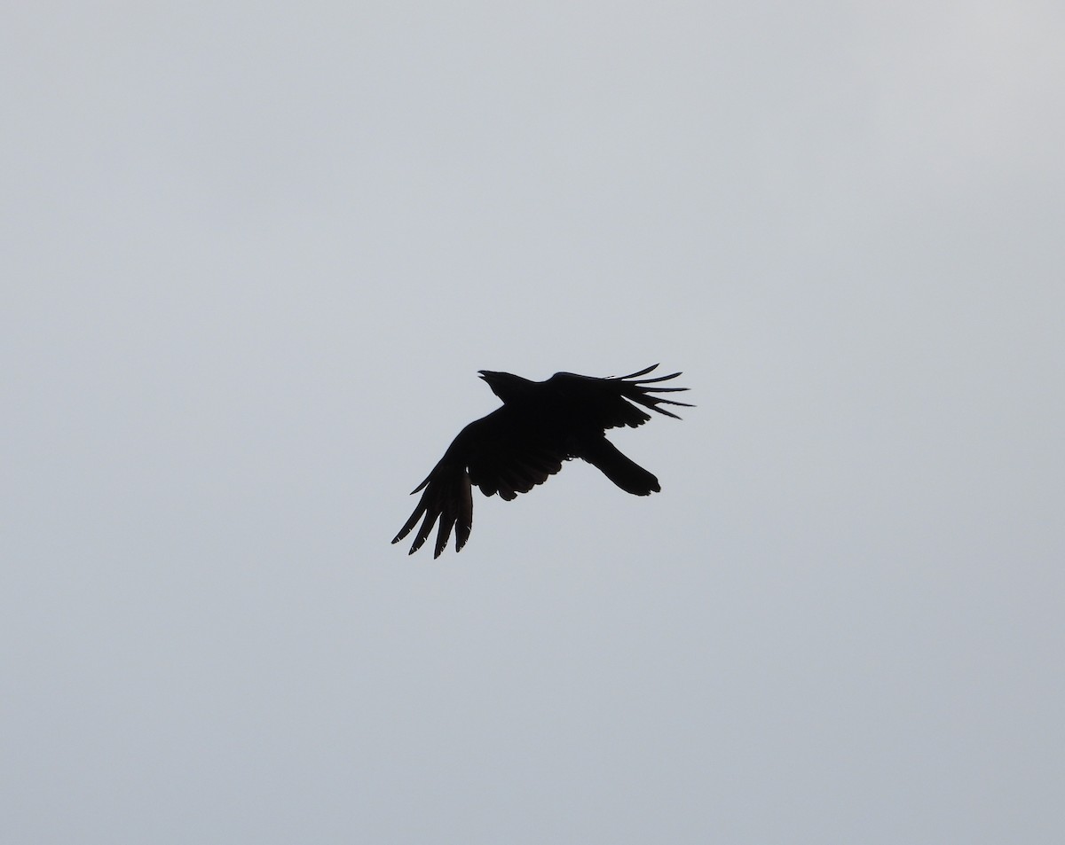 Fish Crow - ML639181039