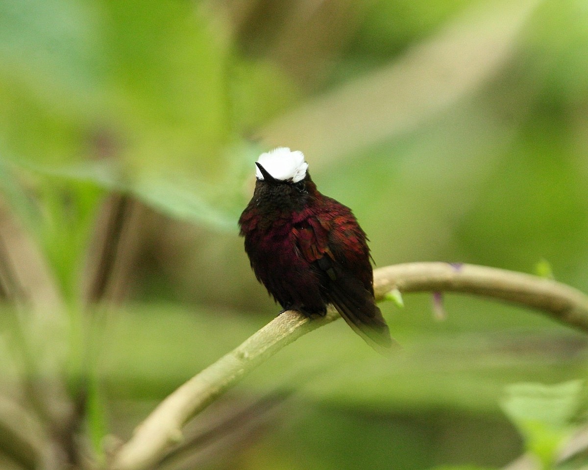 Snowcap - ML639181170