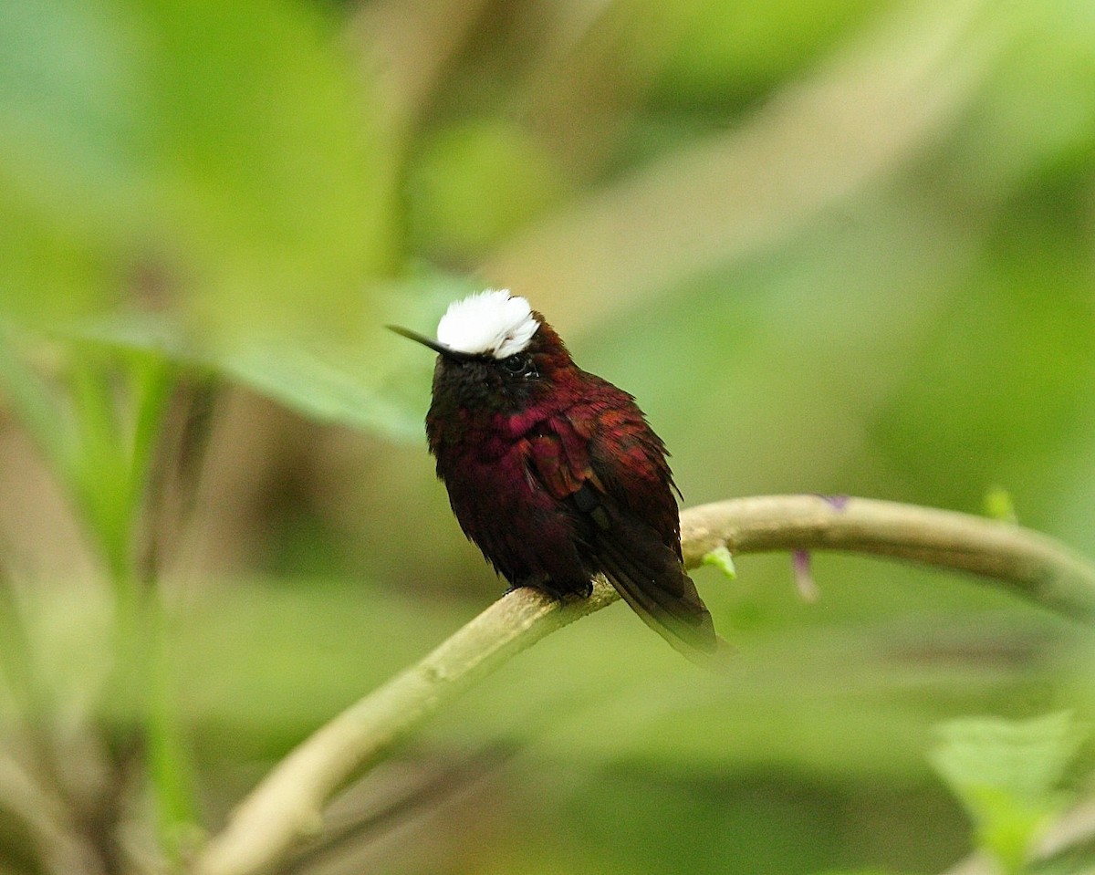 Snowcap - ML639181171