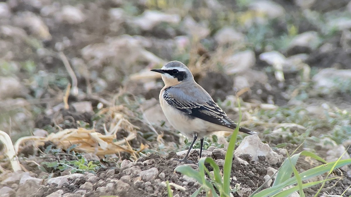 Northern Wheatear - ML639181191