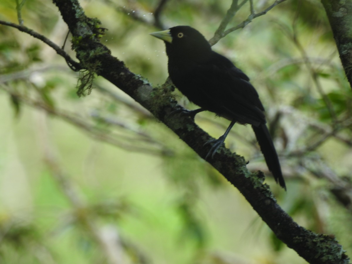 Yellow-billed Cacique - ML639181459