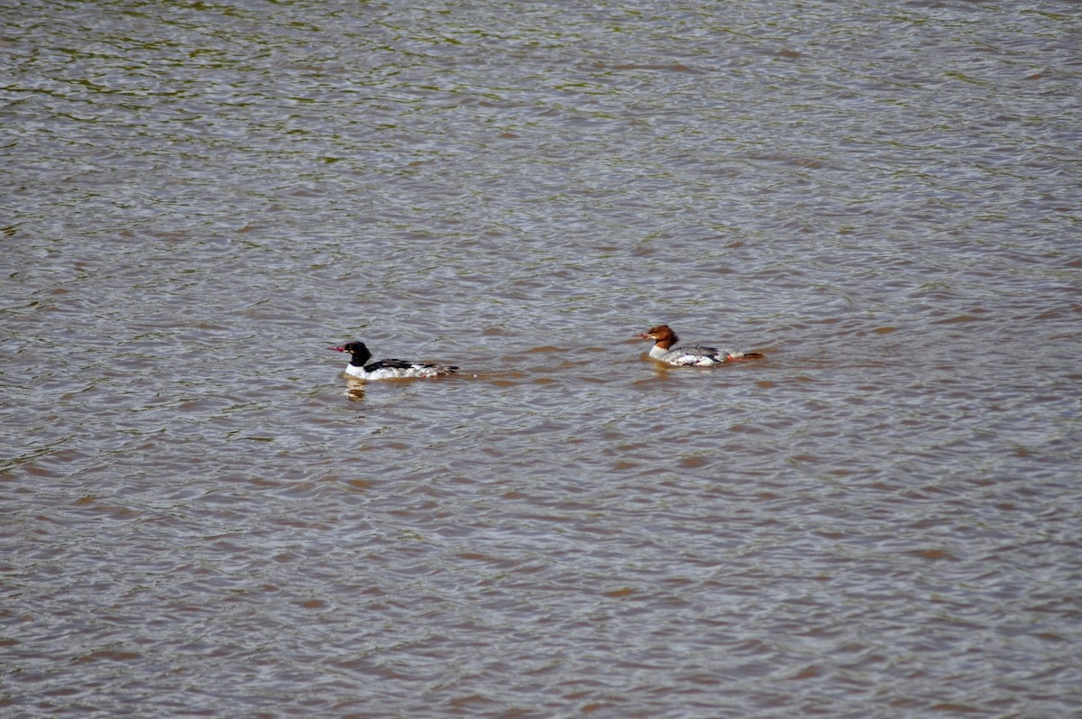 Common Merganser - ML639181687