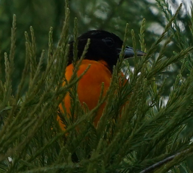 Baltimore Oriole - ML639181783
