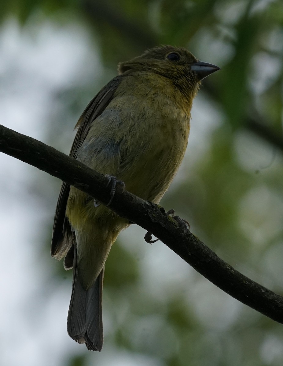 Painted Bunting - ML639181789