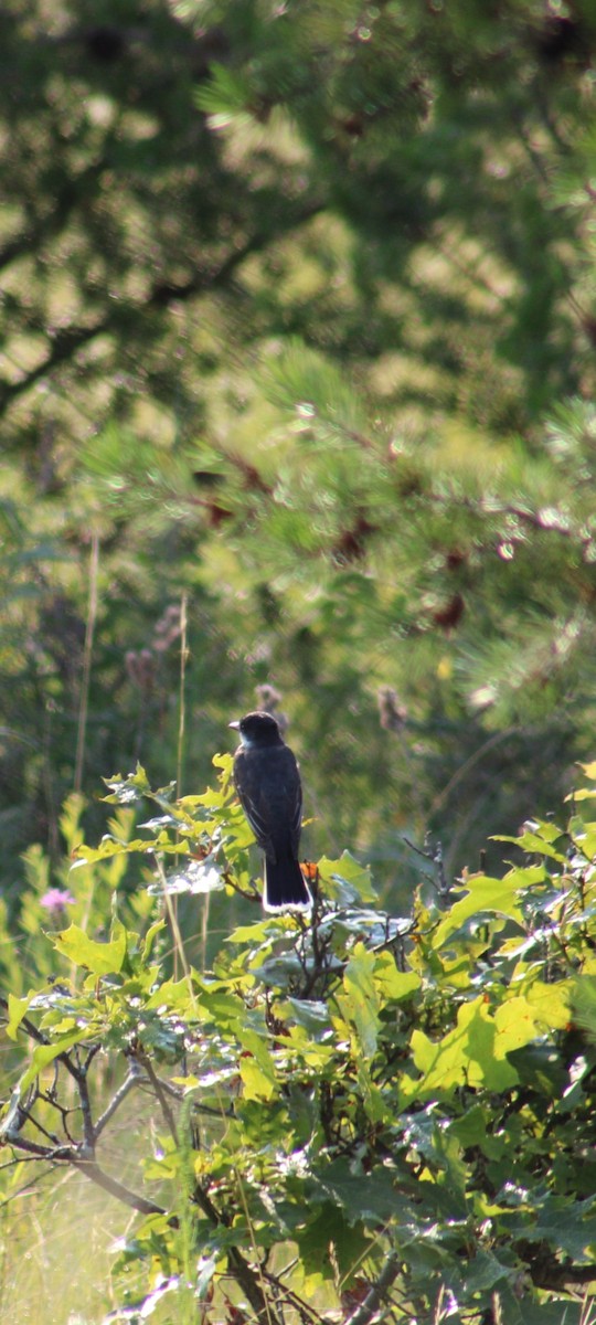 Eastern Kingbird - ML639181793