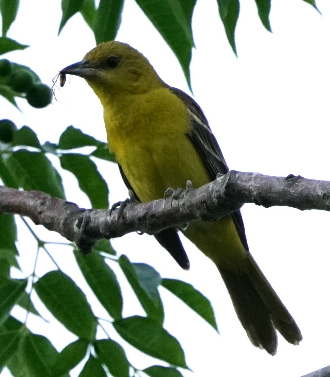 Orchard Oriole - ML639181816