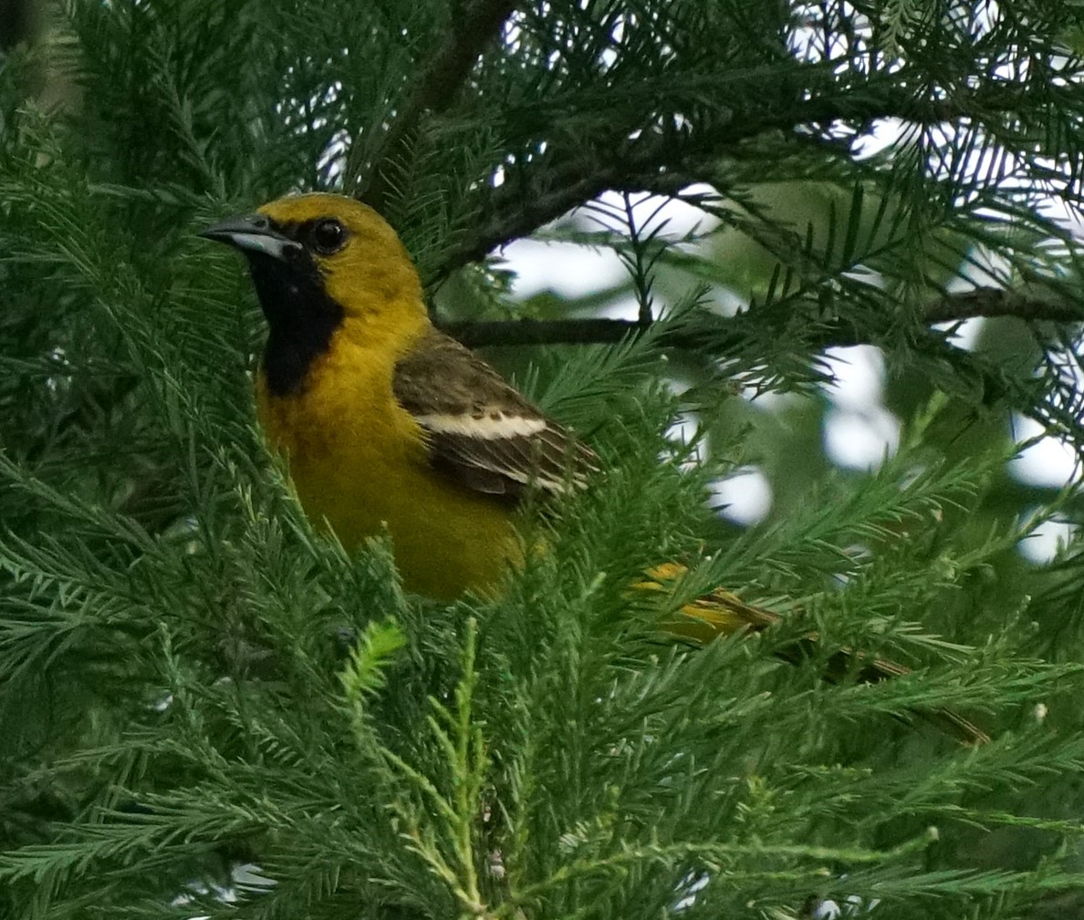 Orchard Oriole - ML639181817