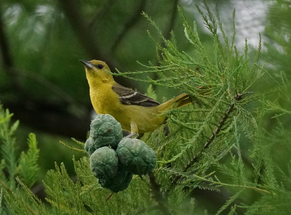 Orchard Oriole - ML639181818