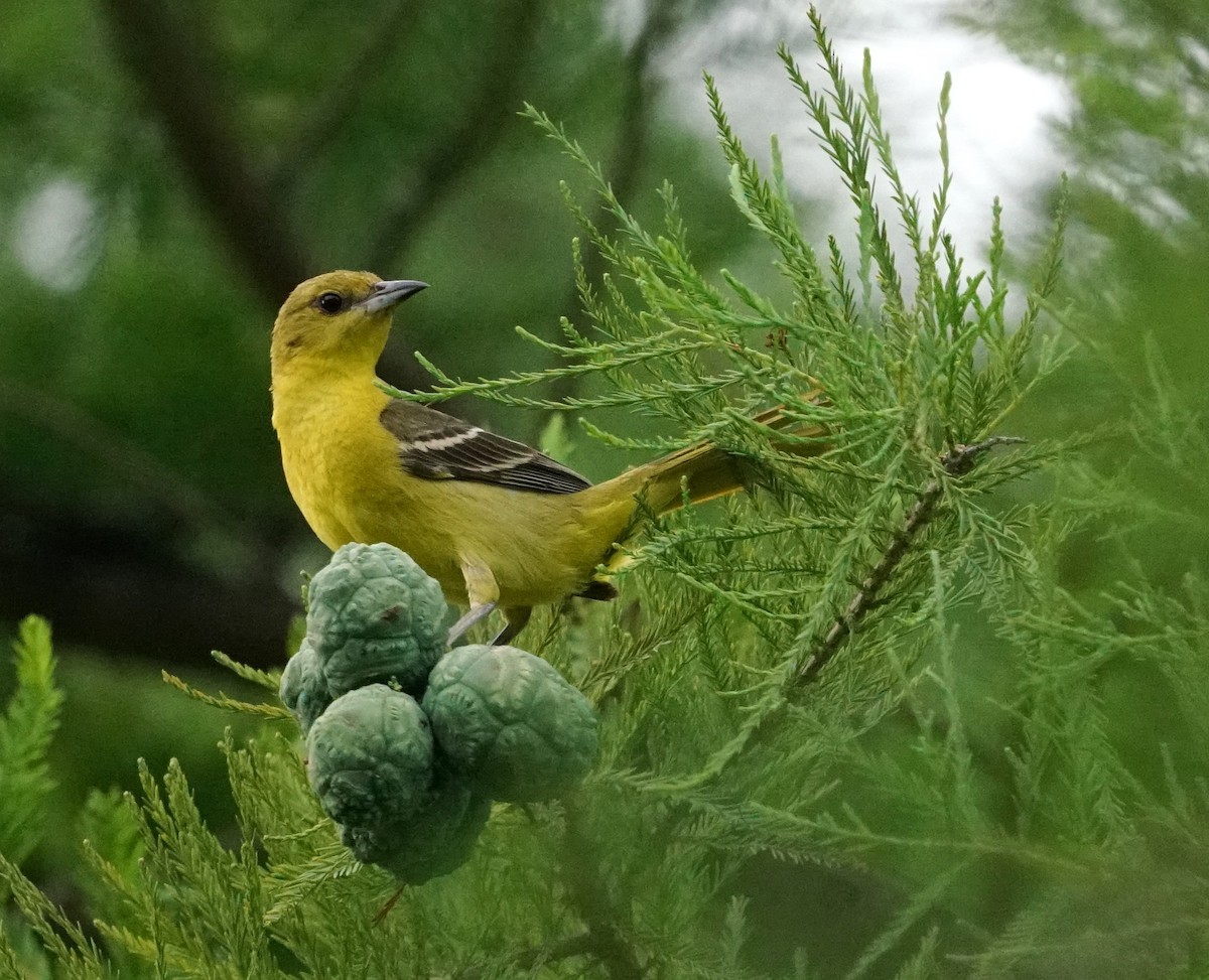 Orchard Oriole - ML639181819