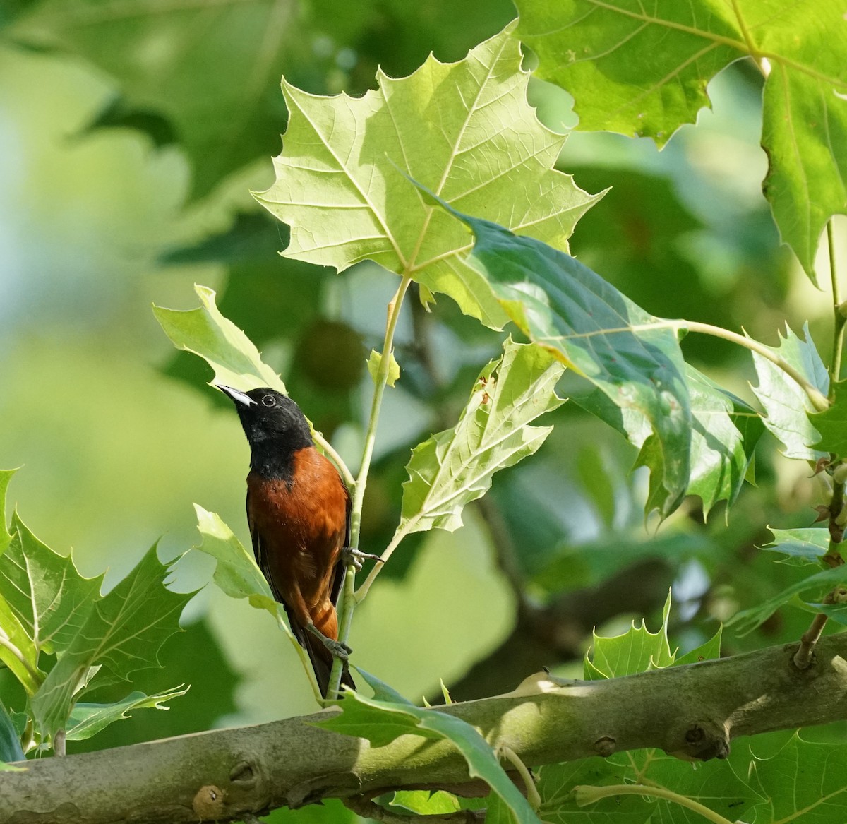 Orchard Oriole - ML639181820