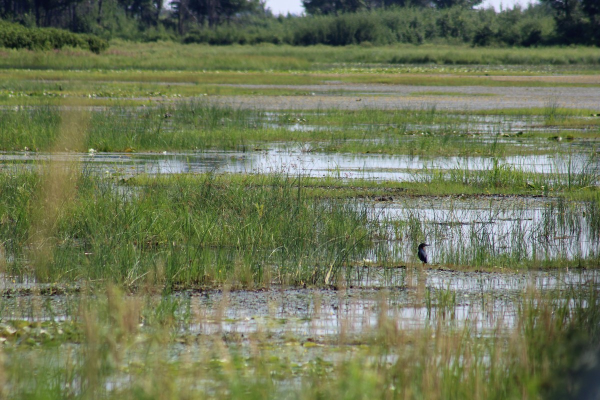 Green Heron - ML639181855