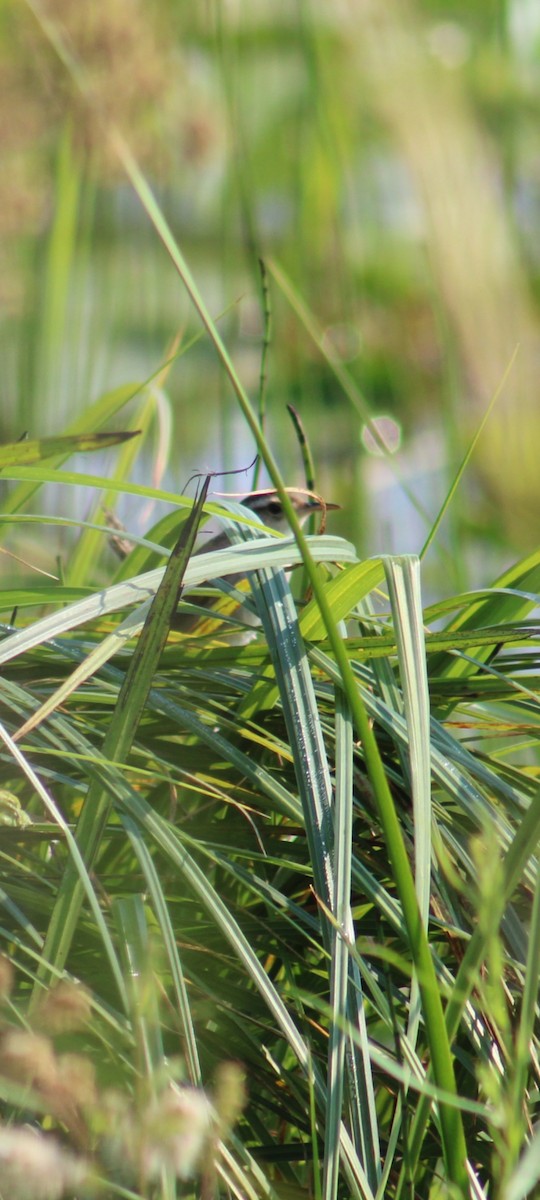 Marsh Wren - ML639181891