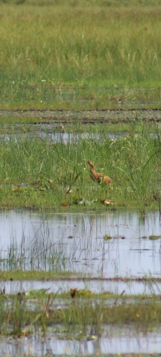 American Bittern - ML639181908