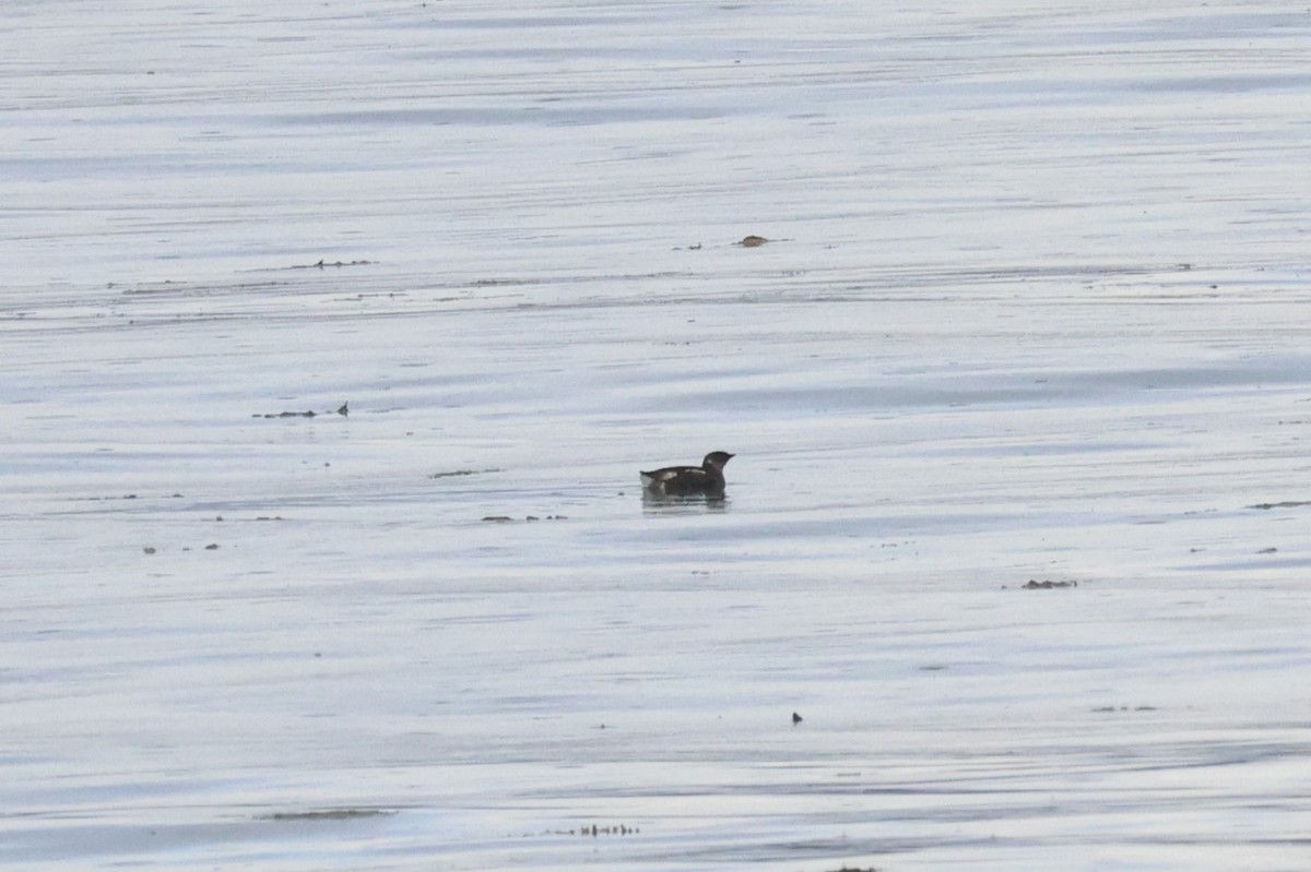 Marbled Murrelet - ML639181934