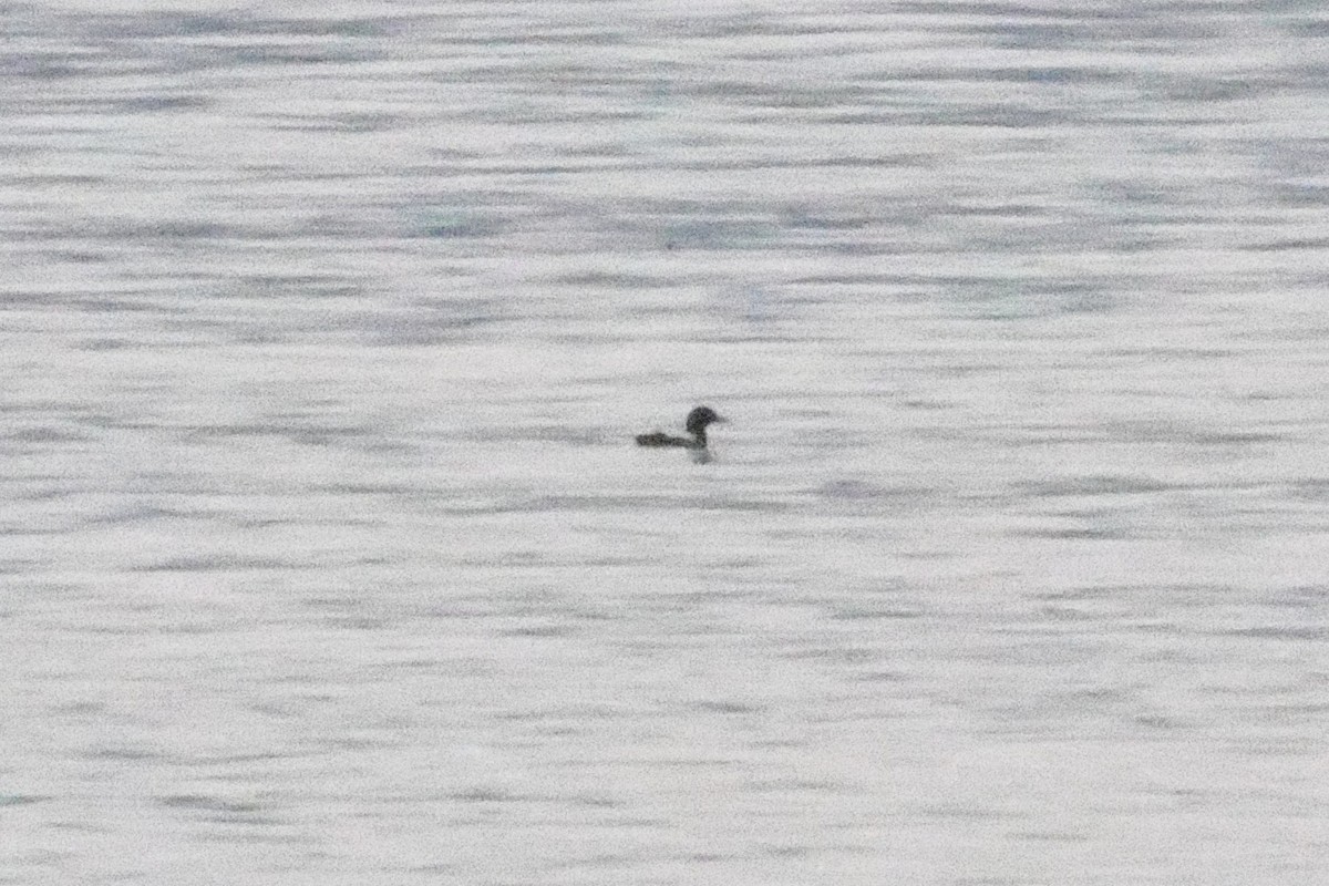 Pigeon Guillemot - ML639181945