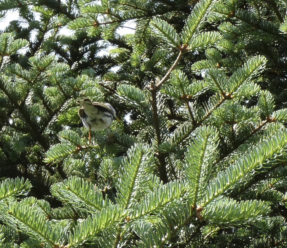 svarthetteparula - ML639181989