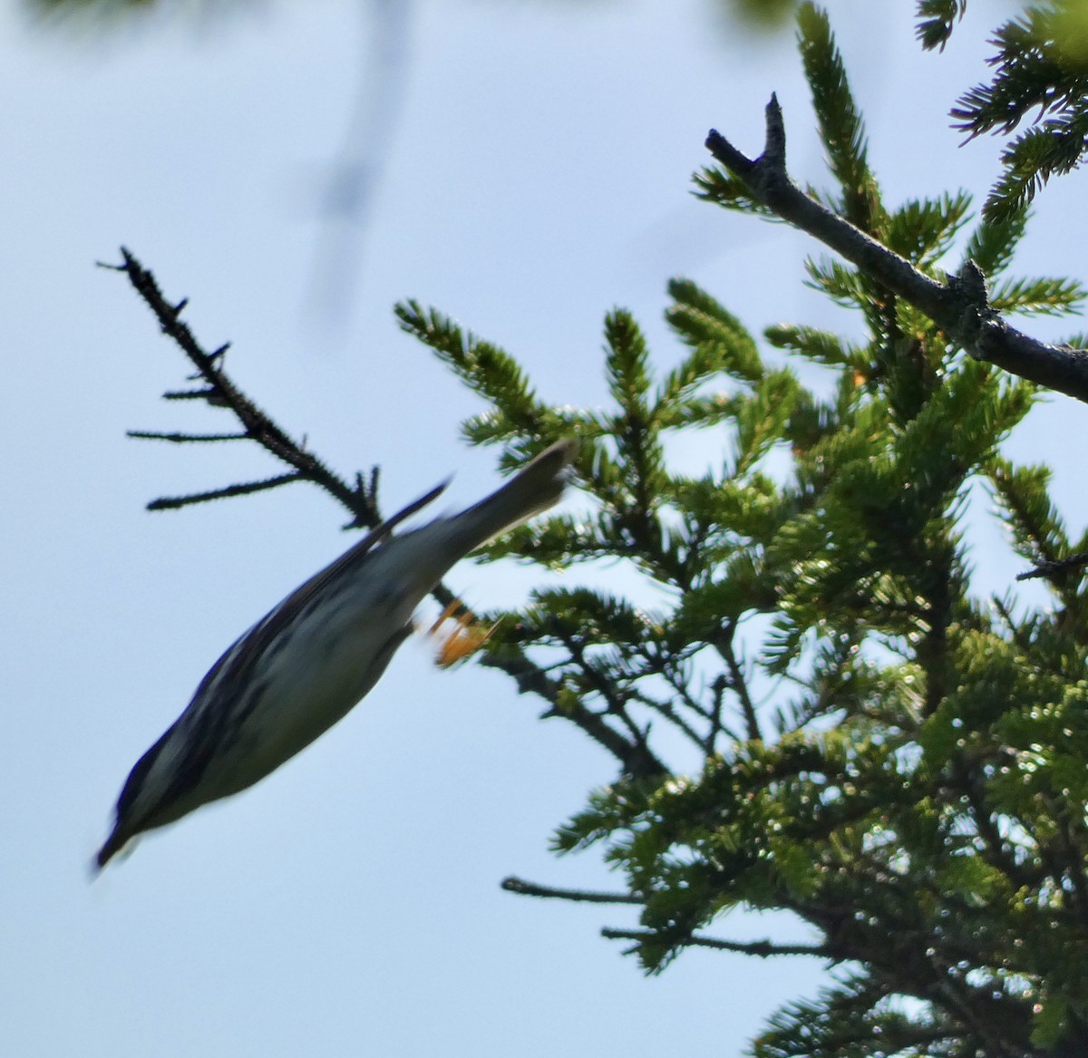 svarthetteparula - ML639181991
