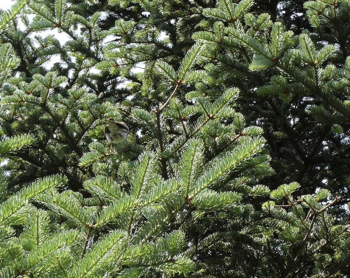 svarthetteparula - ML639181992