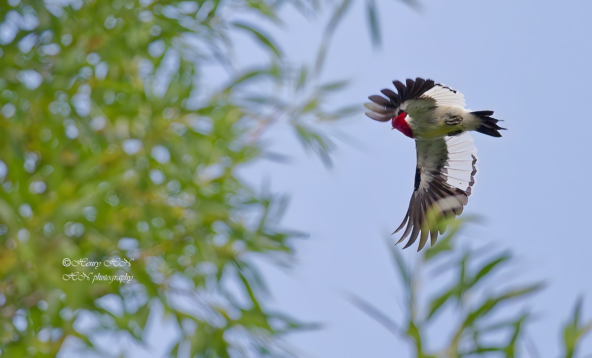 Red-headed Woodpecker - ML639182043