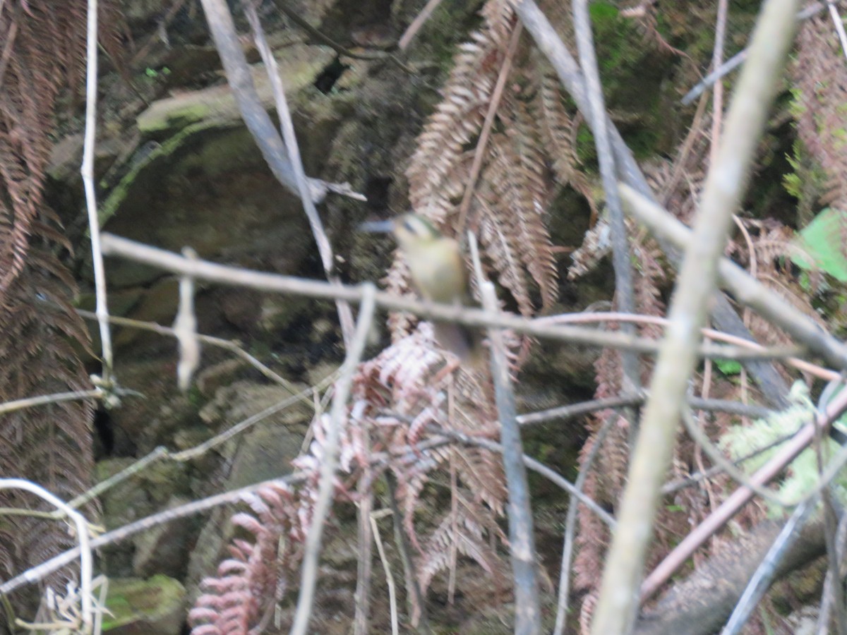 Great-billed Hermit - ML639182057
