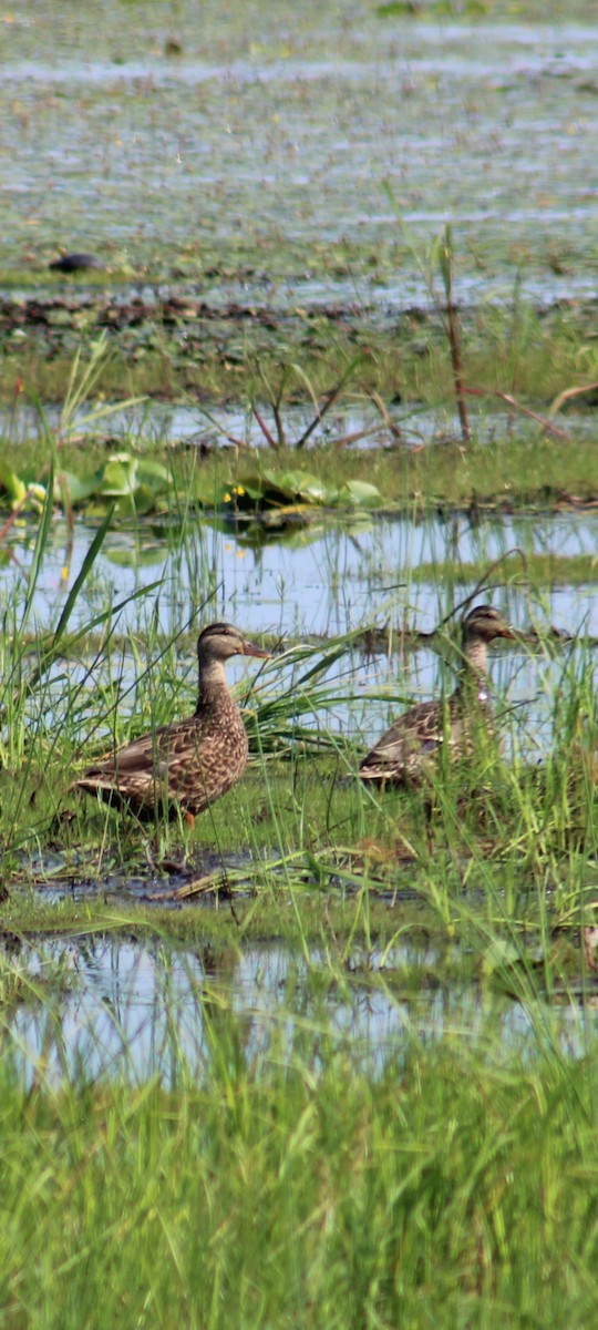 American Black Duck - ML639182087