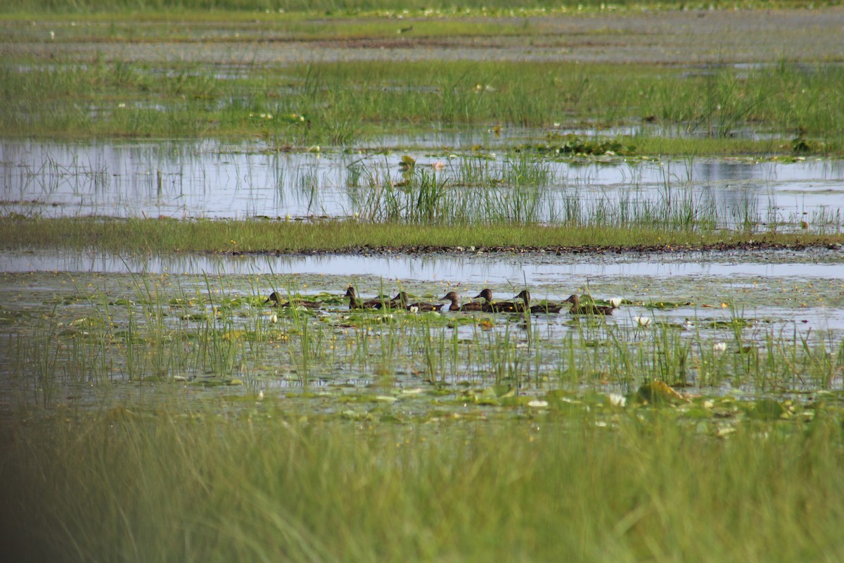 American Black Duck - ML639182089