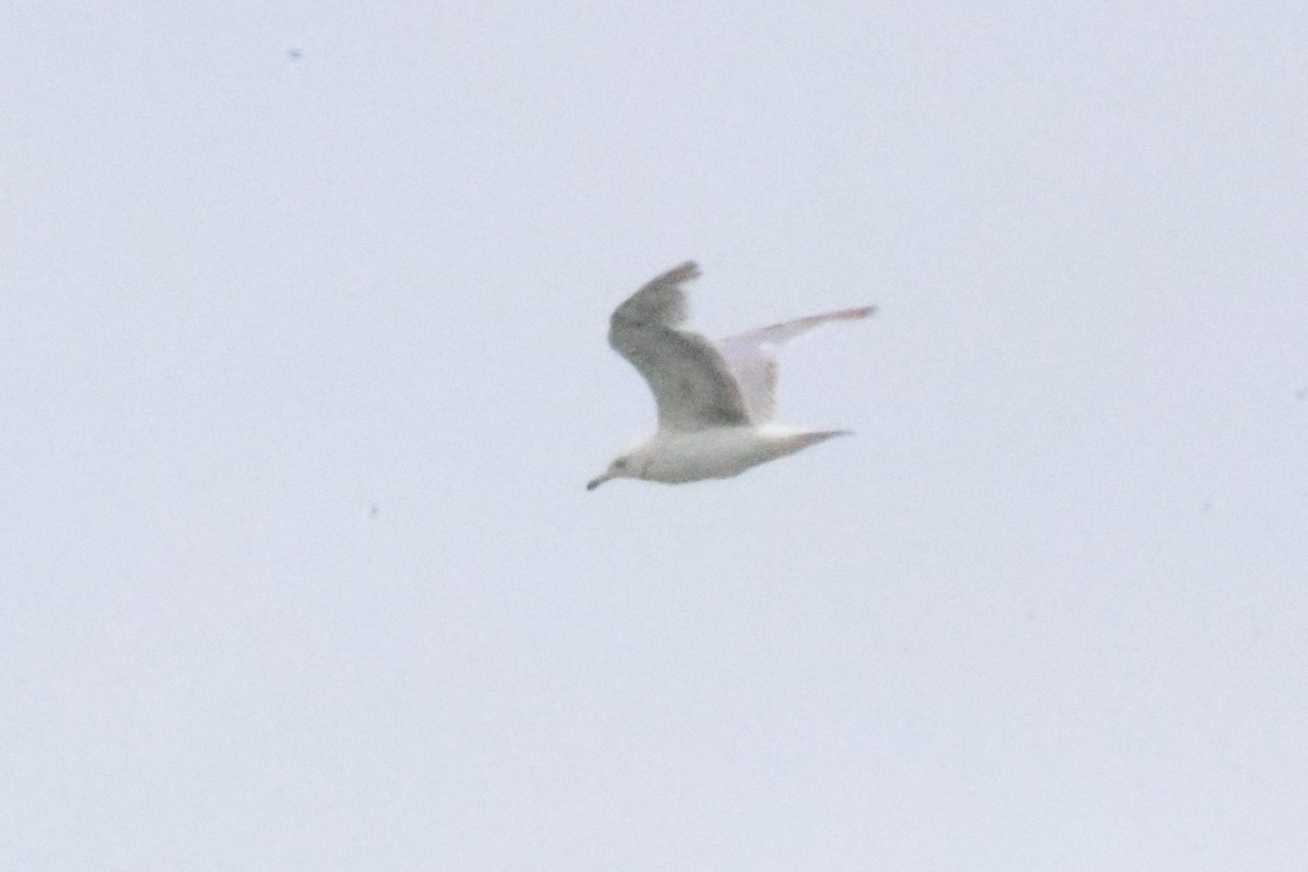 Glaucous-winged Gull - ML639182145
