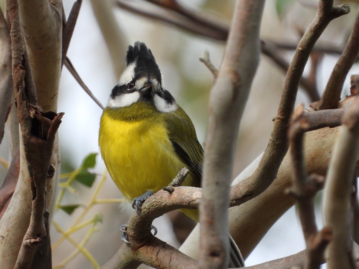 Eastern Shrike-tit - ML639182220
